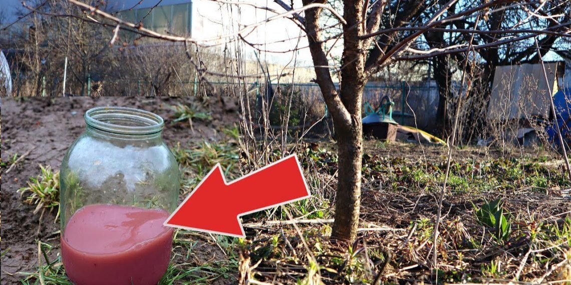 Pavasario triukas sodininkams: 2 stiklinės šios trąšos – ir uogų derlius stebina visus