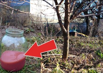 Pavasario triukas sodininkams: 2 stiklinės šios trąšos – ir uogų derlius stebina visus