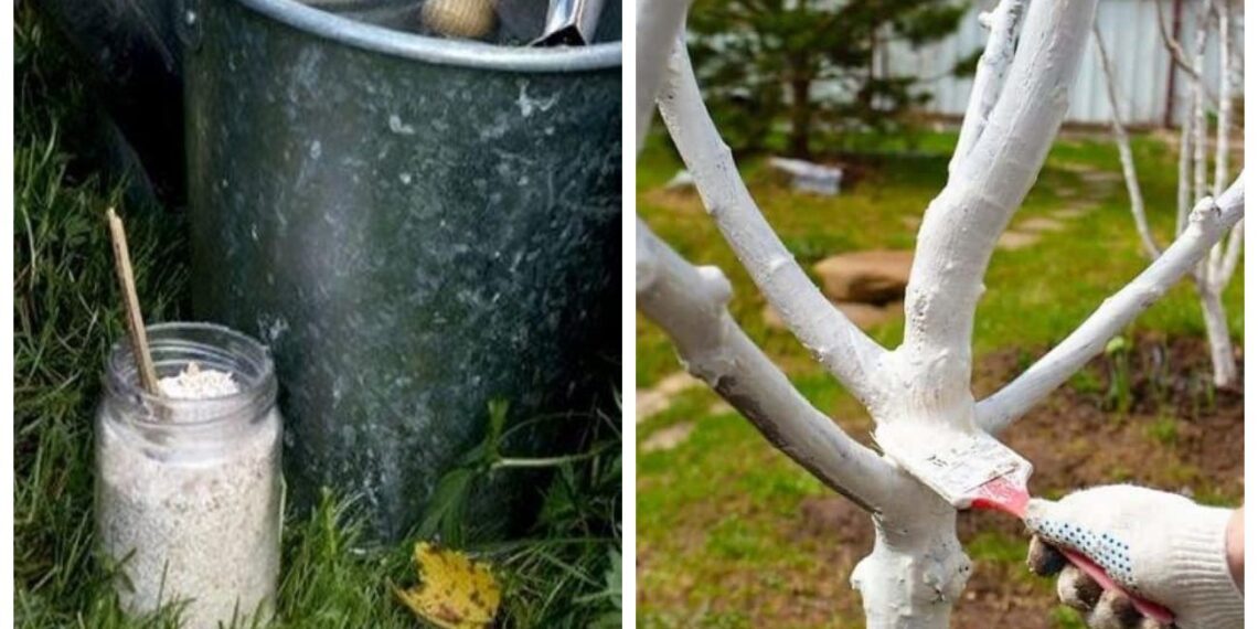 Medžių balinimas, kurio nenuplaus pirmas lietus: patvaresnio mišinio receptas