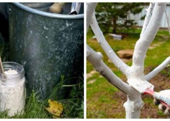 Medžių balinimas, kurio nenuplaus pirmas lietus: patvaresnio mišinio receptas