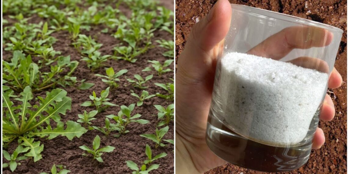 Sodininkų gudrybė: kaip paprasta valgomoji druska gali padėti kovoti su piktžolėmis