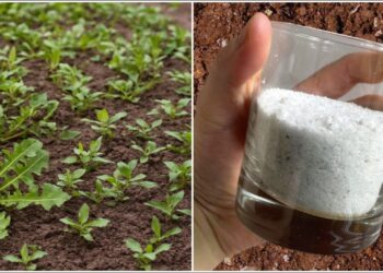 Sodininkų gudrybė: kaip paprasta valgomoji druska gali padėti kovoti su piktžolėmis