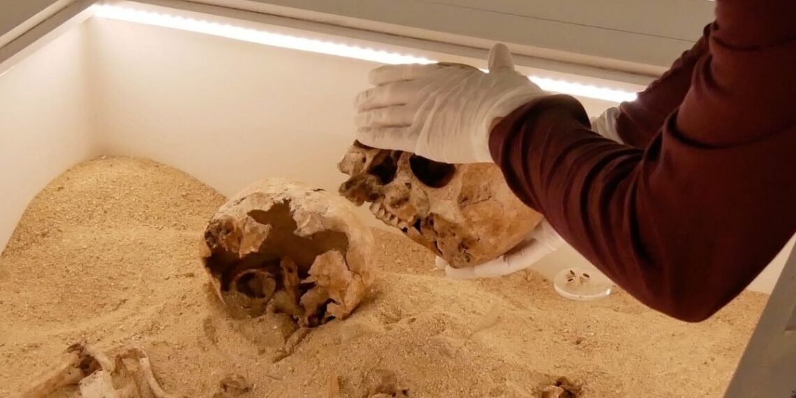 Reta genetinė liga aptikta ledynmečio palaikuose – ką tai reiškia mokslui?