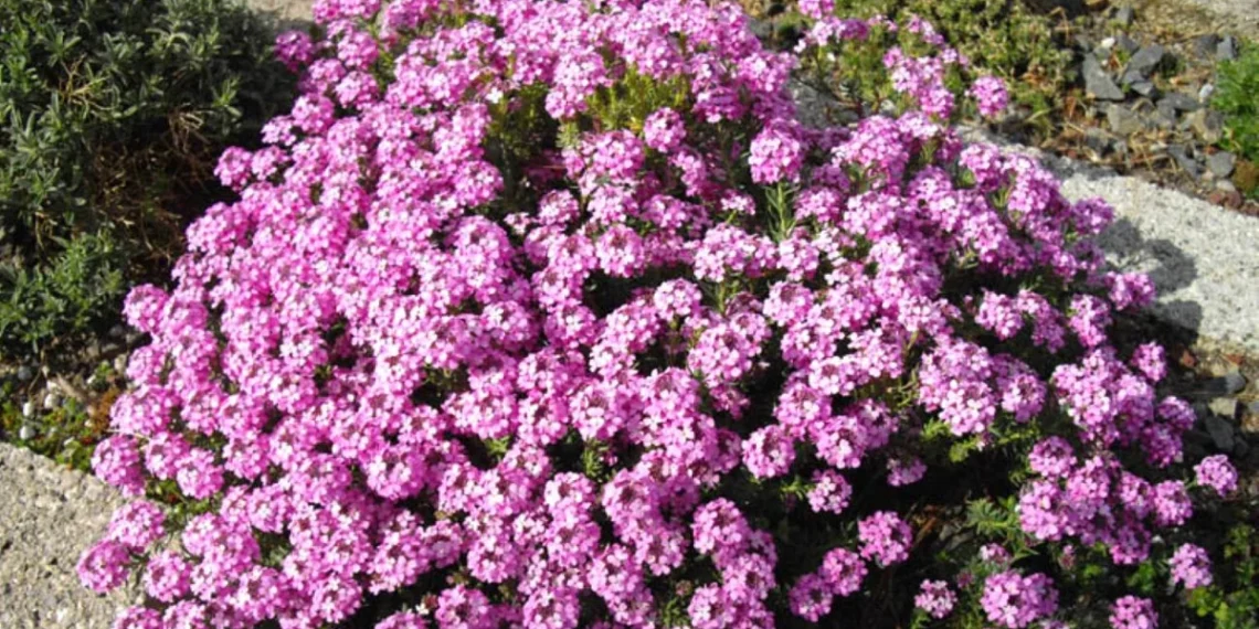 Ši gėlė auga net žvyre ir sausroje: pasėkite dabar ir sodas paskęs rožiniuose žieduose