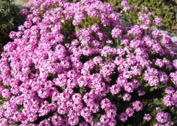 Ši gėlė auga net žvyre ir sausroje: pasėkite dabar ir sodas paskęs rožiniuose žieduose