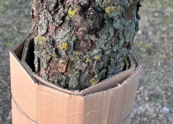 Sodininkų triukas: kartonas ant medžio kamieno gali padėti apsisaugoti nuo kirmėlių slyvose