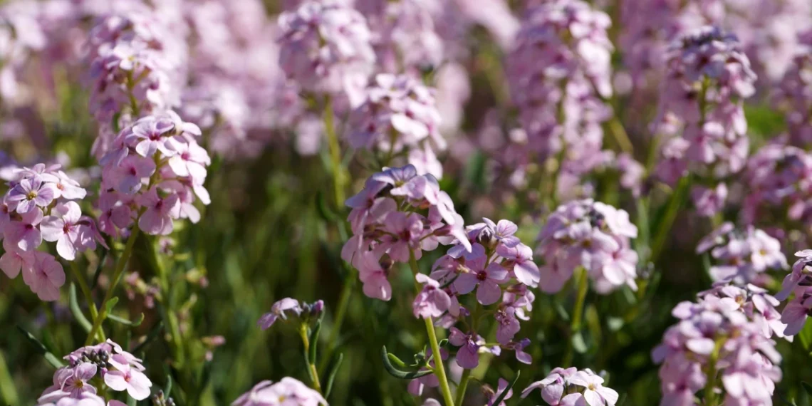 Šis ryškus augalas klesti net skurdžioje žvyro žemėje: sodininkai stebisi rezultatais