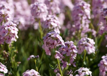 Šis ryškus augalas klesti net skurdžioje žvyro žemėje: sodininkai stebisi rezultatais