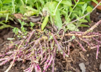 Šių augalų geriau nesodinti sode: jie gali greitai užvaldyti visą teritoriją