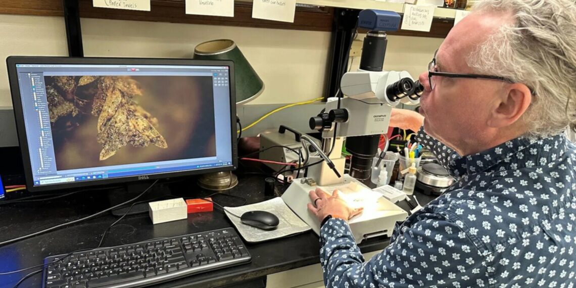 Skandalinga byla JAV: mikroskopinis samanos pėdsakas padėjo susekti kapų plėšikus