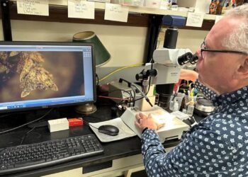 Skandalinga byla JAV: mikroskopinis samanos pėdsakas padėjo susekti kapų plėšikus