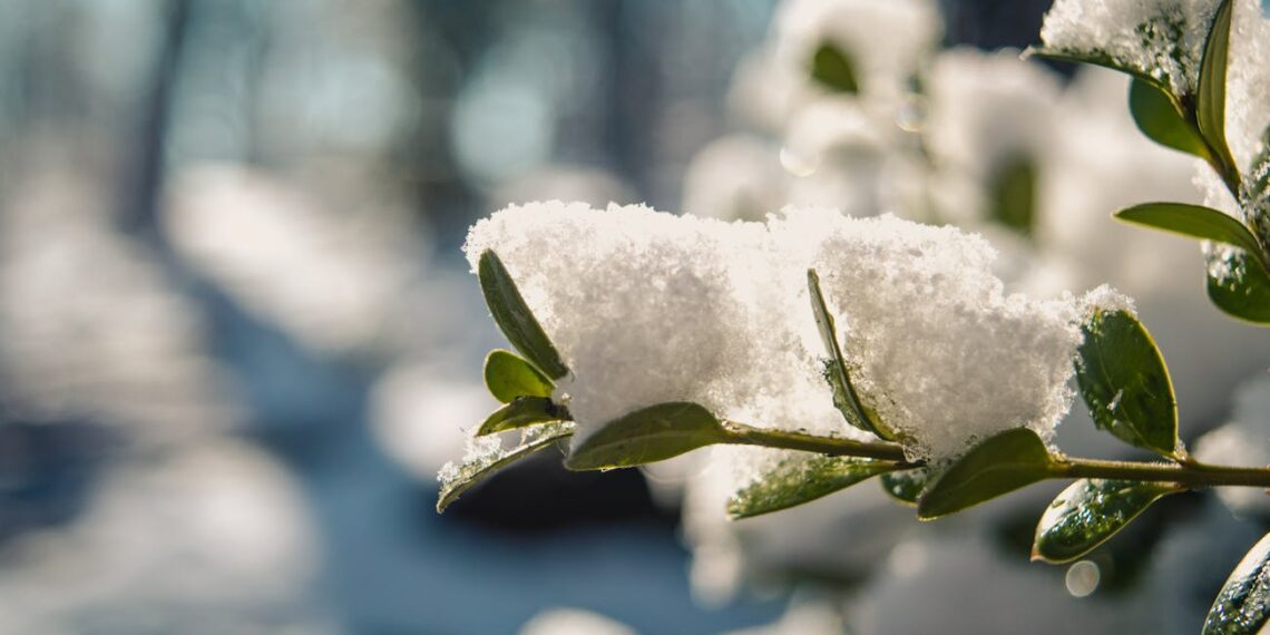 Kaip apsaugoti daigus nuo šalnų? Agroplėvelė gali išgelbėti derlių