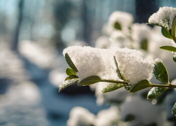 Kaip apsaugoti daigus nuo šalnų? Agroplėvelė gali išgelbėti derlių