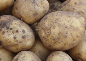 Bulvių derlius gali nustebinti: svarbi vieta sode, kurią daugelis pamiršta