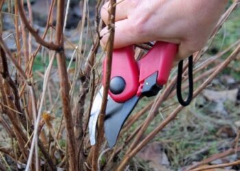 Pavasarinis krūmų genėjimas: kokius dekoratyvinius krūmus jau metas kirpti