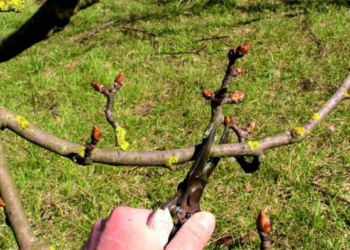 Kaip teisingai formuoti jaunų obelų vainiką: klaidos gali kainuoti būsimą derlių