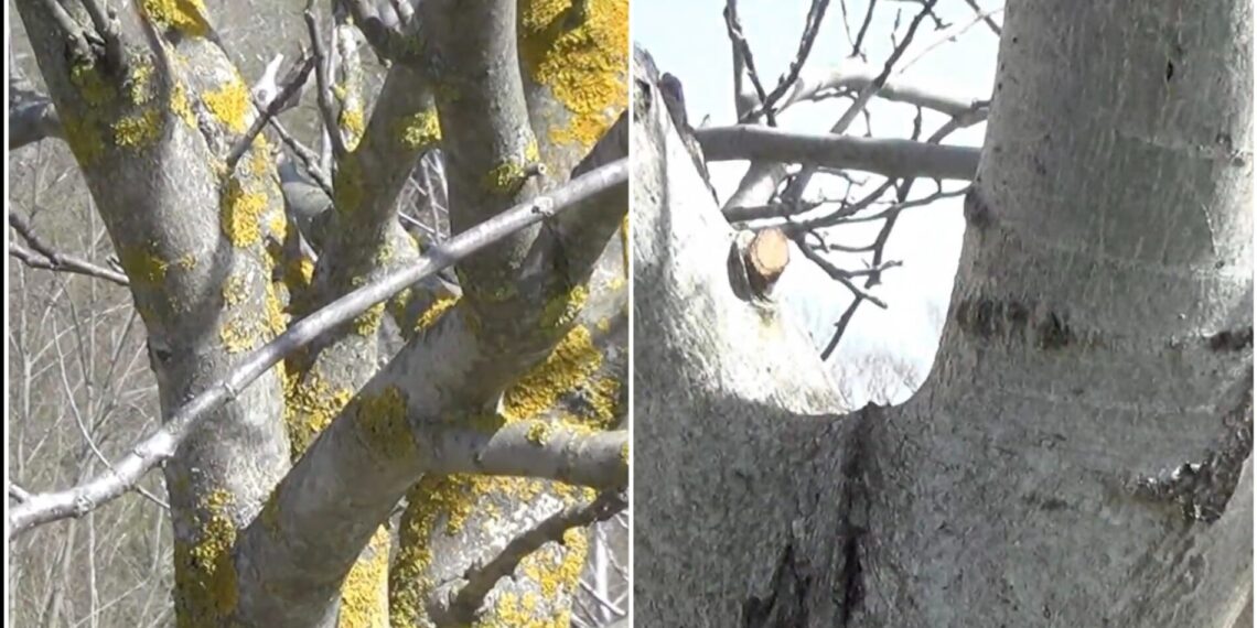 Agronomas atskleidė paprastą būdą: kaip atsikratyti kerpių ir samanų ant vaismedžių