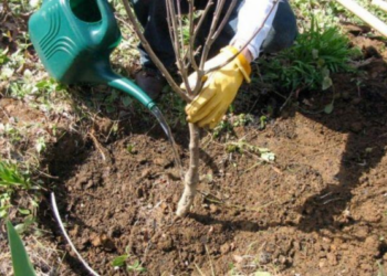Dažniausios sodininkų klaidos: kaip teisingai pasodinti obelį, kad derlius nustebintų