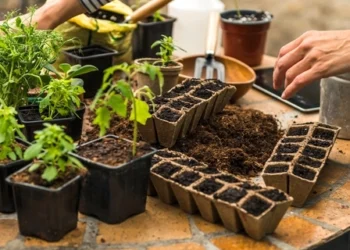 Sodininkų klaidos kovą: 7 dalykai, dėl kurių vasarą galite likti be derliaus