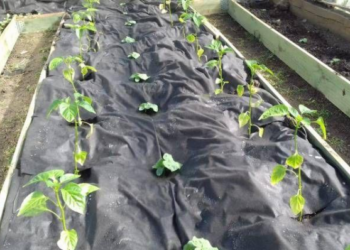 Norite ankstyvo derliaus? Štai kaip paspartinti agurkų ir pomidorų startą