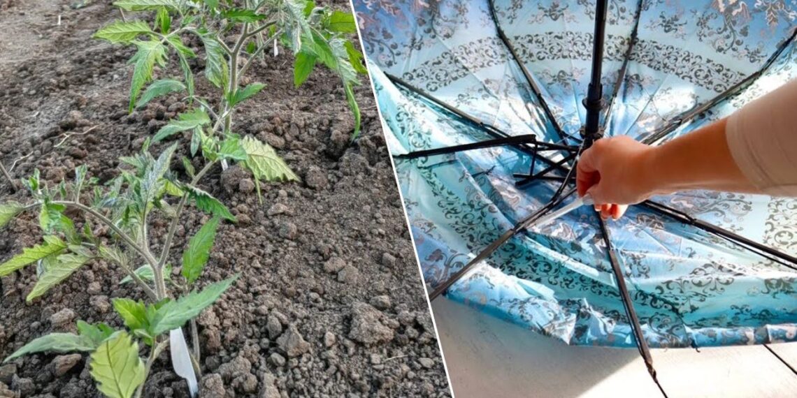 Sodininkų triukas: sulūžęs skėtis gali išgelbėti daigus net per –5 °C šalnas
