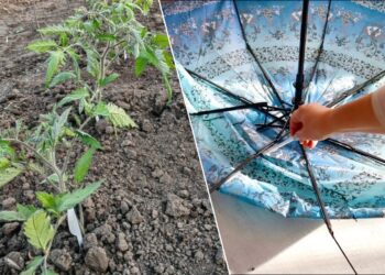 Sodininkų triukas: sulūžęs skėtis gali išgelbėti daigus net per –5 °C šalnas