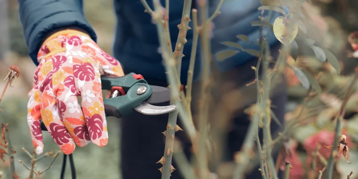 Ar galima genėti rožes kovą? Ekspertai perspėja apie dažną klaidą