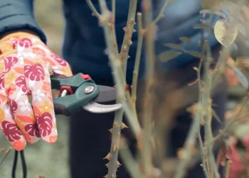 Ar galima genėti rožes kovą? Ekspertai perspėja apie dažną klaidą