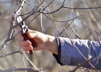 Kovo mėnesį – svarbiausias metas obelų vainikų formavimui: taisyklės, kurias verta žinoti kiekvienam sodininkui