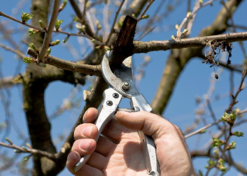 Sodo meistrai perspėja: ši pavasario klaida genint vaismedžius gali sunaikinti derlių
