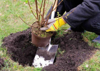 Norite gausaus derliaus? Šių 7 klaidų renkantis daigus geriau nedaryti
