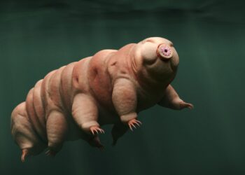 Vienas ištvermingiausių organizmų Žemėje neišgyventų Marse – mokslininkai paaiškino kodėl