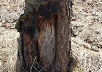 Sužeistas medžio kamienas: kada dar galima išgelbėti, o kada jau per vėlu?