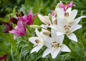 Kodėl lelijos nežydi taip, kaip tikėjotės? Galbūt darote šią klaidą