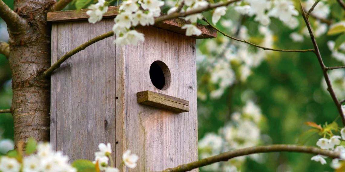 Viena dažna klaida kabinant inkilus gali pakenkti paukščiams: iki kada tai padaryti?