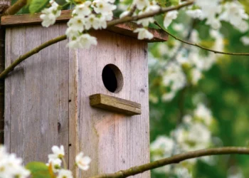 Viena dažna klaida kabinant inkilus gali pakenkti paukščiams: iki kada tai padaryti?