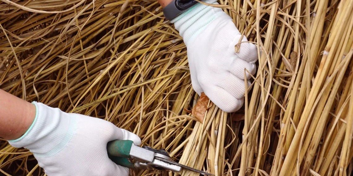 Viena klaida gali pakenkti augalams: kada kirpti dekoratyvines žoles sode