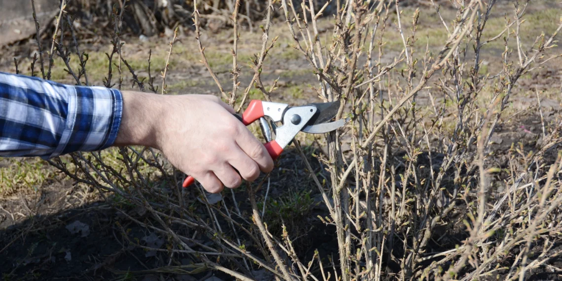 Sodininkai perspėja: ši klaida genint agrastus gali kainuoti visą derlių