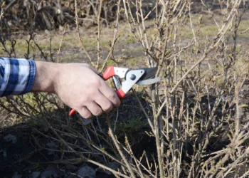 Sodininkai perspėja: ši klaida genint agrastus gali kainuoti visą derlių