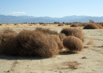 Vėjo ridenami augalai: kas jie iš tikrųjų ir kodėl gali kelti pavojų?