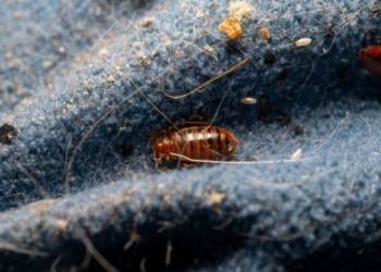 Blakės namuose: kaip jos patenka į būstą ir kodėl kova būna sudėtinga