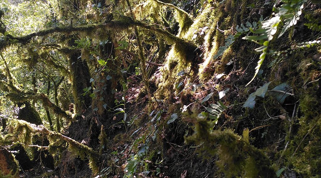 Šokiruojantis radinys oloje: bronzos amžiaus lobiai glumina archeologus