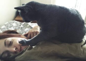 Ką katės veikia, kai šeimininkai miega? Veterinarai atskleidė netikėtų faktų