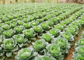 Kopūstų puvinys: dažniausios klaidos, dėl kurių daržininkai praranda derlių