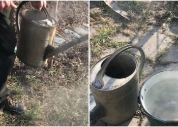 Paprastas pavasario triukas: ką sode verta užpilti verdančiu vandeniu, kad sumažintumėte kenkėjus