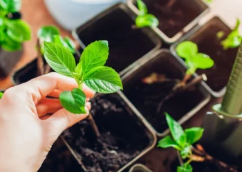 Stebuklas darže: kovą iš hortensijos šakelės galite užsiauginti vešlų krūmą