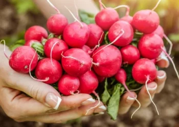 Greitai ir paprastai: daržovė, kuri per kelias savaites papildys racioną vitaminais