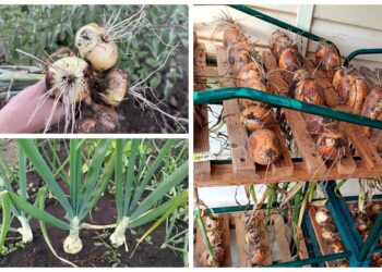 Sodininkai giria šią svogūnų veislę: dideli svogūnai ir gausus derlius