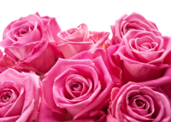 Netikėtas atradimas: paaiškėjo, kaip rožės koto storis iš tikrųjų lemia jos ilgaamžiškumą