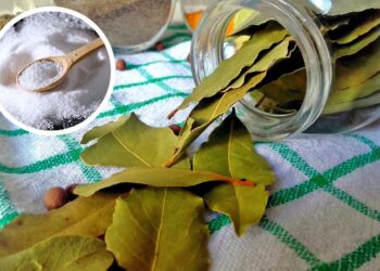 Keisti namų triukai: lauro lapas kambaryje ir pipirai skalbimo mašinoje turi netikėtą naudą